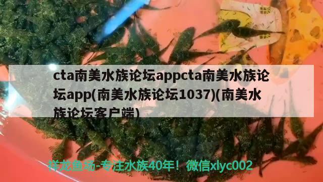 cta南美水族論壇appcta南美水族論壇app(南美水族論壇1037)(南美水族論壇客戶端)