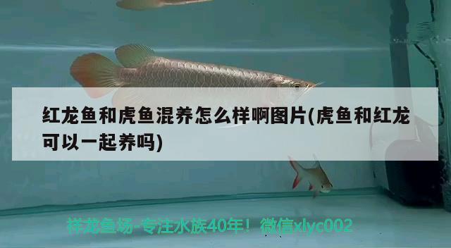 金龍魚廣告詞大全(金龍魚廣告詞大全)