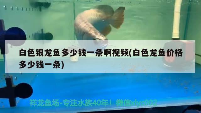 白色銀龍魚多少錢一條啊視頻(白色龍魚價格多少錢一條) 銀龍魚百科