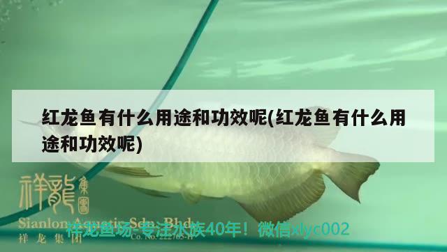 虎魚圖片及價格（跳跳魚圖片） 虎魚百科 第2張