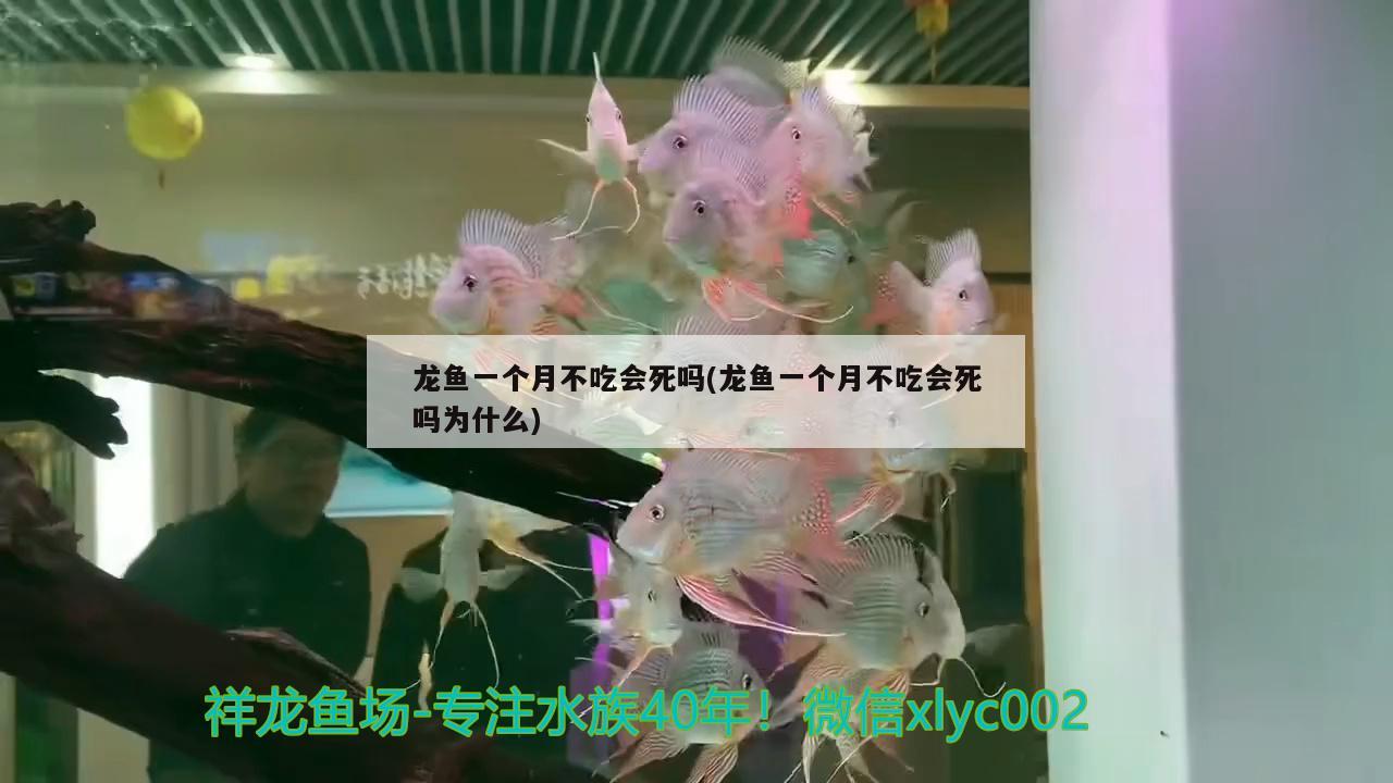 龍魚一個(gè)月不吃會(huì)死嗎(龍魚一個(gè)月不吃會(huì)死嗎為什么)