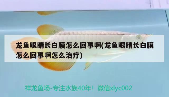 龍魚眼睛長白膜怎么回事啊(龍魚眼睛長白膜怎么回事啊怎么治療)