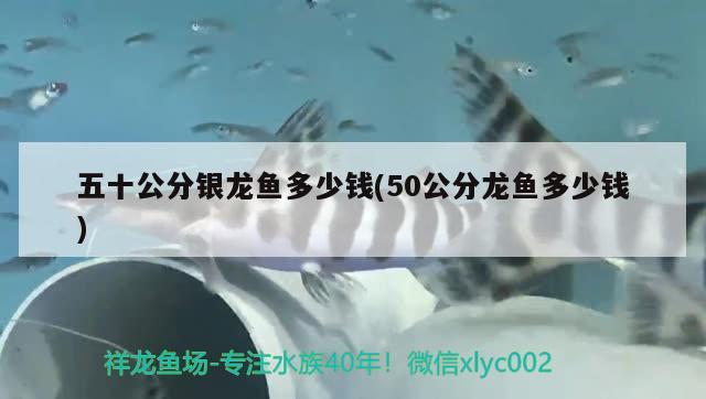 五十公分銀龍魚多少錢(50公分龍魚多少錢)