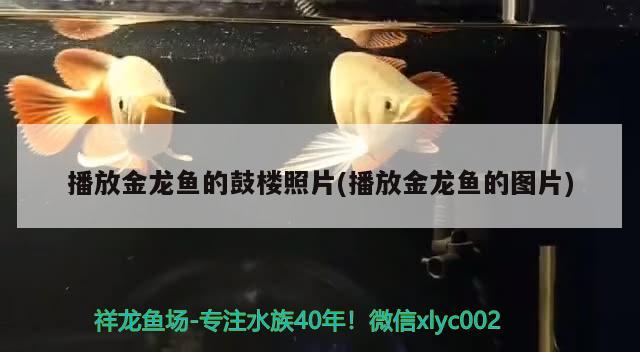 播放金龍魚的鼓樓照片(播放金龍魚的圖片) 除藻劑