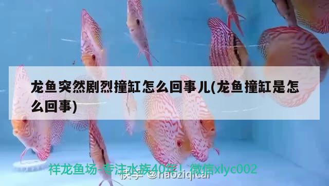 龍魚魚場都有哪些品種圖片(龍魚魚場都有哪些品種圖片大全)