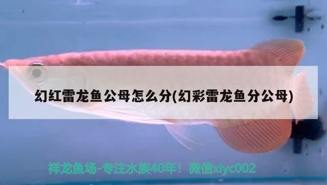 幻紅雷龍魚公母怎么分(幻彩雷龍魚分公母) 古典過背金龍魚 第2張