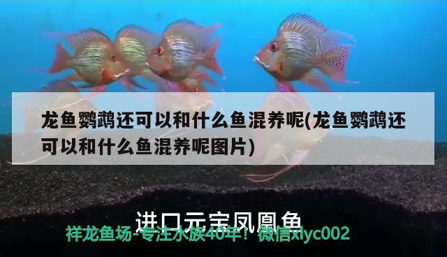 龍魚鸚鵡還可以和什么魚混養(yǎng)呢(龍魚鸚鵡還可以和什么魚混養(yǎng)呢圖片)