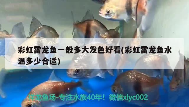 彩虹雷龍魚一般多大發(fā)色好看(彩虹雷龍魚水溫多少合適) 龍魚百科