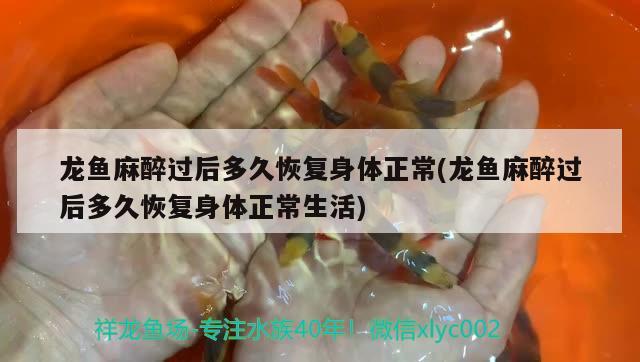 紅龍魚專賣店地址查詢(哪里的紅龍魚最正宗) ?；?異型虎魚/純色虎魚