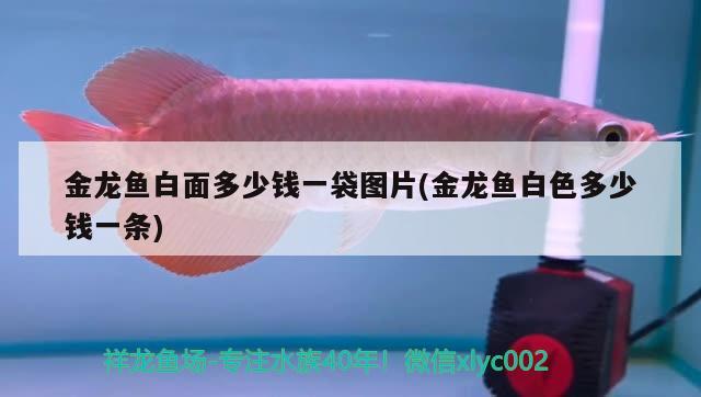 金龍魚白面多少錢一袋圖片(金龍魚白色多少錢一條) 錦鯉池魚池建設(shè)