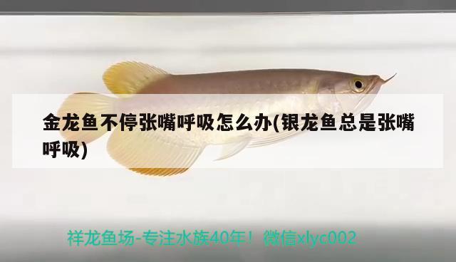 金龍魚(yú)不停張嘴呼吸怎么辦(銀龍魚(yú)總是張嘴呼吸)