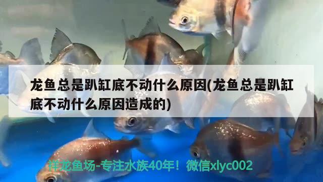 龍魚總是趴缸底不動什么原因(龍魚總是趴缸底不動什么原因造成的) 電鰻