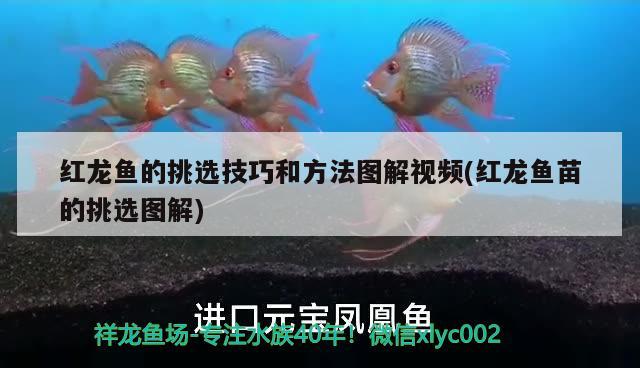 紅龍魚的挑選技巧和方法圖解視頻(紅龍魚苗的挑選圖解) 玫瑰銀版魚