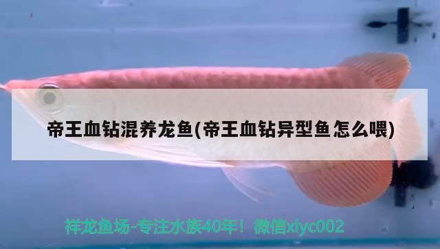 帝王血鉆混養(yǎng)龍魚(帝王血鉆異型魚怎么喂)