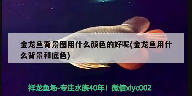 金龍魚背景圖用什么顏色的好呢(金龍魚用什么背景和底色) 暹羅巨鯉