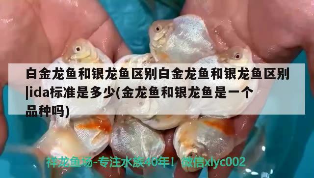 金龍魚招財(金龍魚招財魚手機壁紙)