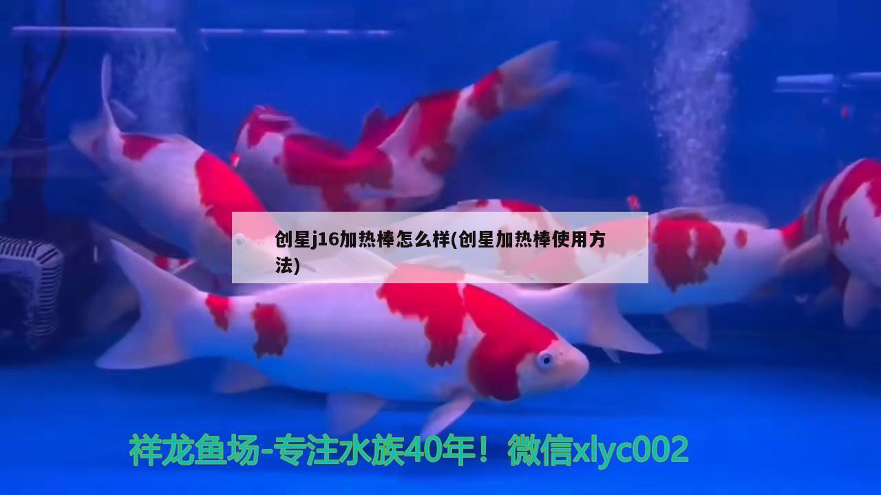 創(chuàng)星j16加熱棒怎么樣(創(chuàng)星加熱棒使用方法) 黑白雙星魚