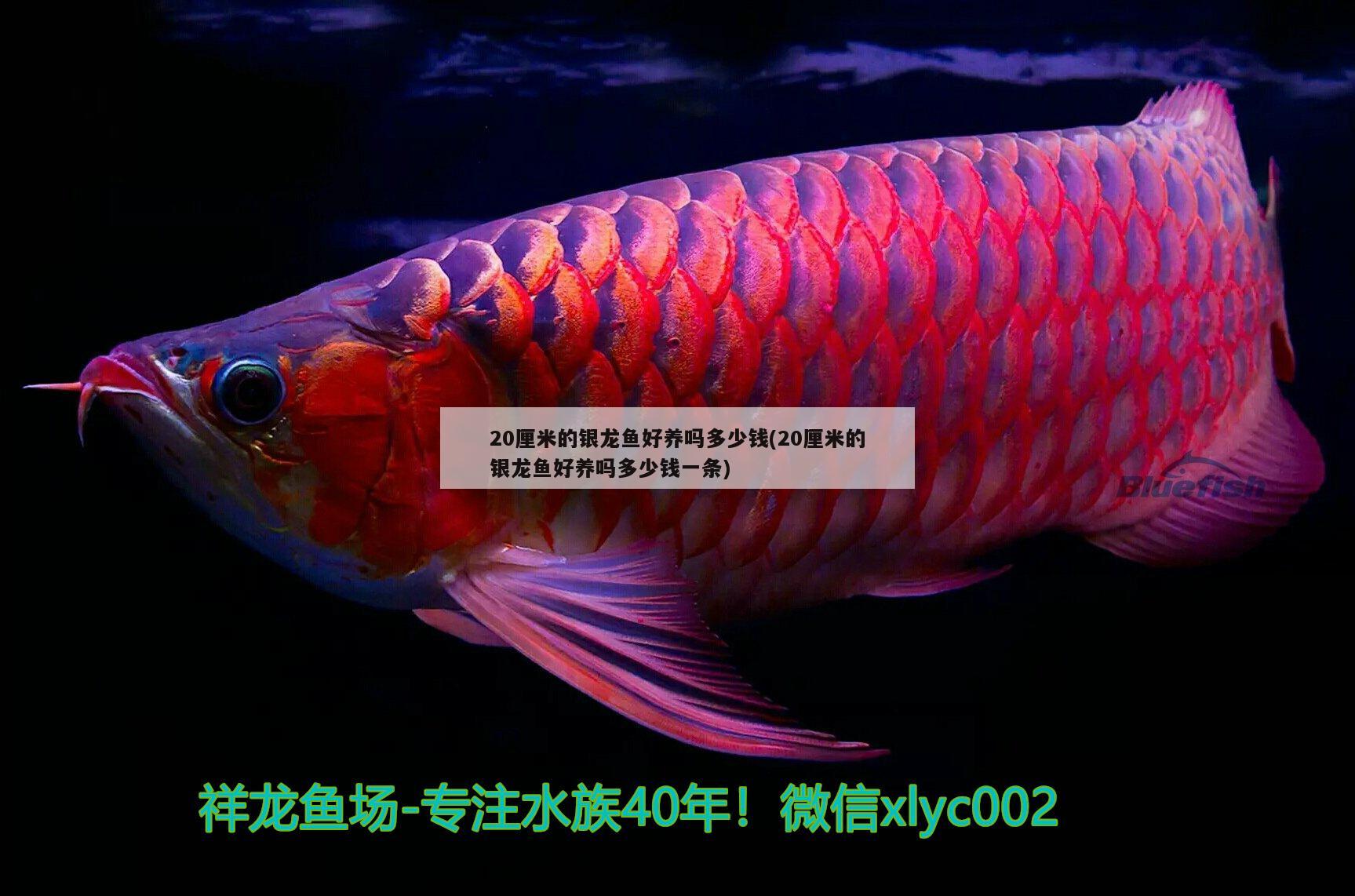 20厘米的銀龍魚好養(yǎng)嗎多少錢(20厘米的銀龍魚好養(yǎng)嗎多少錢一條)