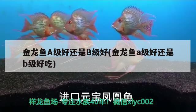 金龍魚A級好還是B級好(金龍魚a級好還是b級好吃)