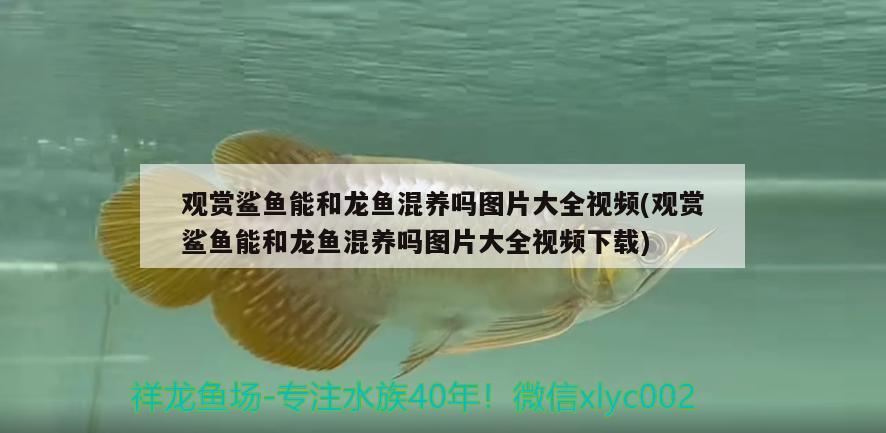 觀賞鯊魚能和龍魚混養(yǎng)嗎圖片大全視頻(觀賞鯊魚能和龍魚混養(yǎng)嗎圖片大全視頻下載) 朱巴利魚苗