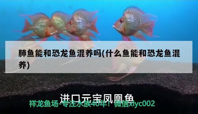 肺魚能和恐龍魚混養(yǎng)嗎(什么魚能和恐龍魚混養(yǎng))