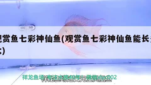 2-3厘米的鱷龜應(yīng)該幾天喂一次喂什么食物好 朱巴利魚苗 第2張