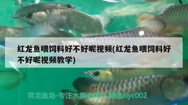 紅龍魚喂飼料好不好呢視頻(紅龍魚喂飼料好不好呢視頻教學(xué))