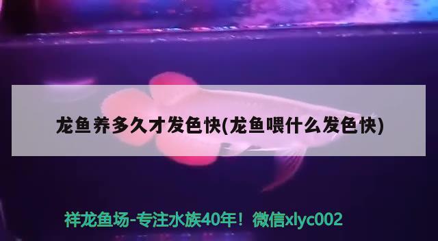 龍魚養(yǎng)多久才發(fā)色快(龍魚喂什么發(fā)色快) 熊貓異形魚L46