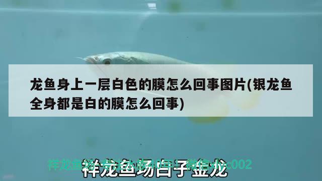 龍魚身上一層白色的膜怎么回事圖片(銀龍魚全身都是白的膜怎么回事) 銀龍魚百科