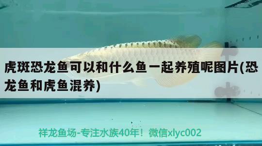 虎斑恐龍魚可以和什么魚一起養(yǎng)殖呢圖片(恐龍魚和虎魚混養(yǎng)) 虎斑恐龍魚