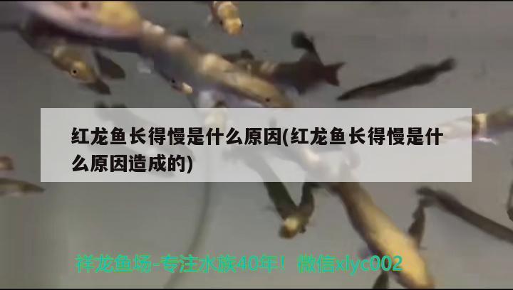 紅龍魚長(zhǎng)得慢是什么原因(紅龍魚長(zhǎng)得慢是什么原因造成的)