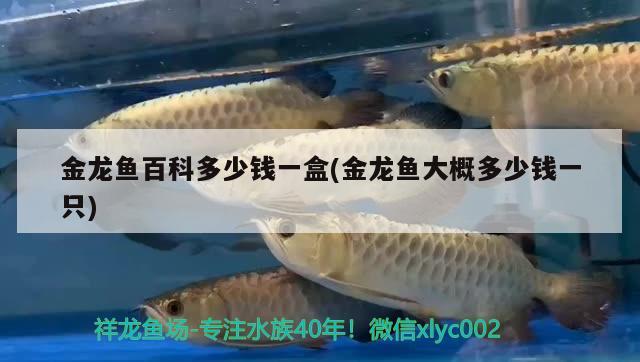 金龍魚百科多少錢一盒(金龍魚大概多少錢一只)