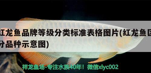 紅龍魚(yú)品牌等級(jí)分類標(biāo)準(zhǔn)表格圖片(紅龍魚(yú)區(qū)分品種示意圖) 飛鳳魚(yú)