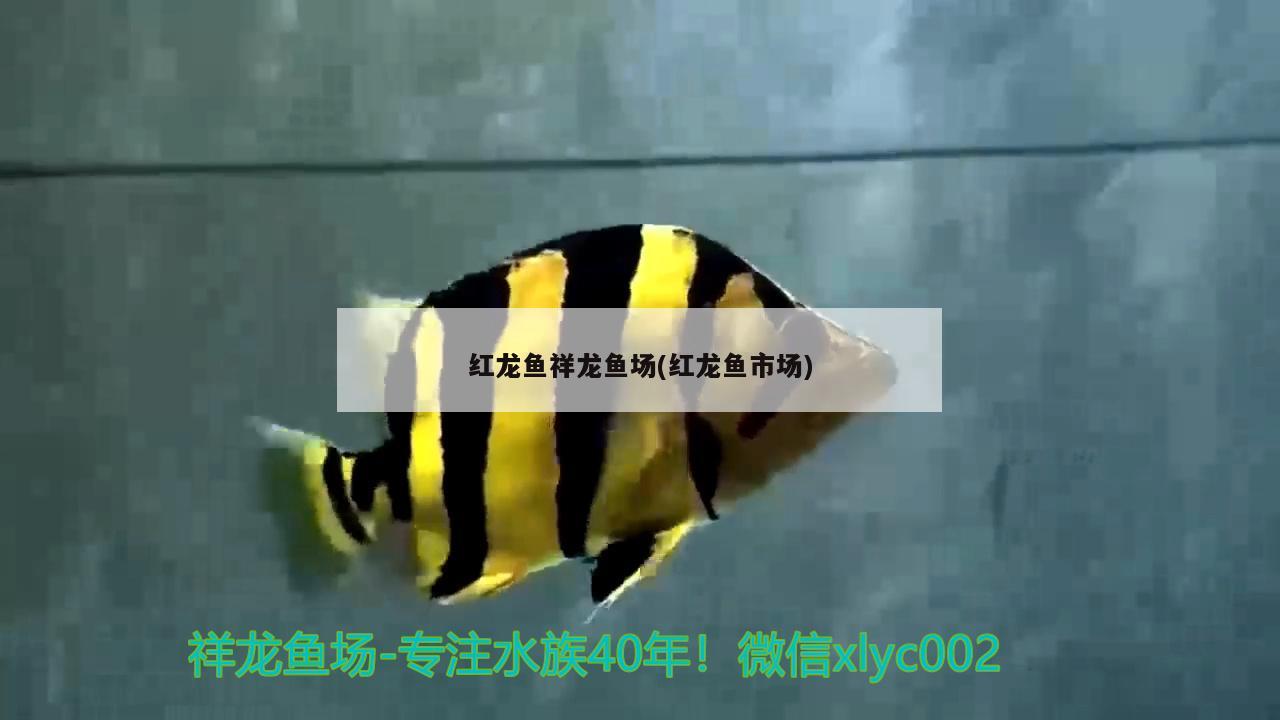 紅龍魚祥龍魚場(chǎng)(紅龍魚市場(chǎng)) 祥龍魚場(chǎng)