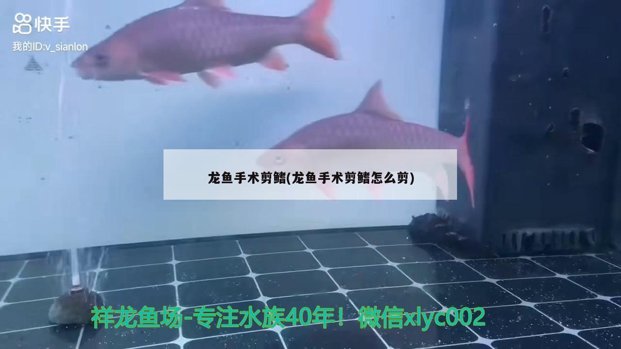 龍魚手術(shù)剪鰭(龍魚手術(shù)剪鰭怎么剪)