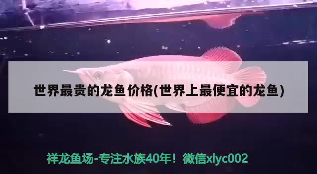 朝陽二手魚缸轉讓電話地址在哪里（朝陽百姓網(wǎng)二手魚缸） 黃金斑馬魚 第2張