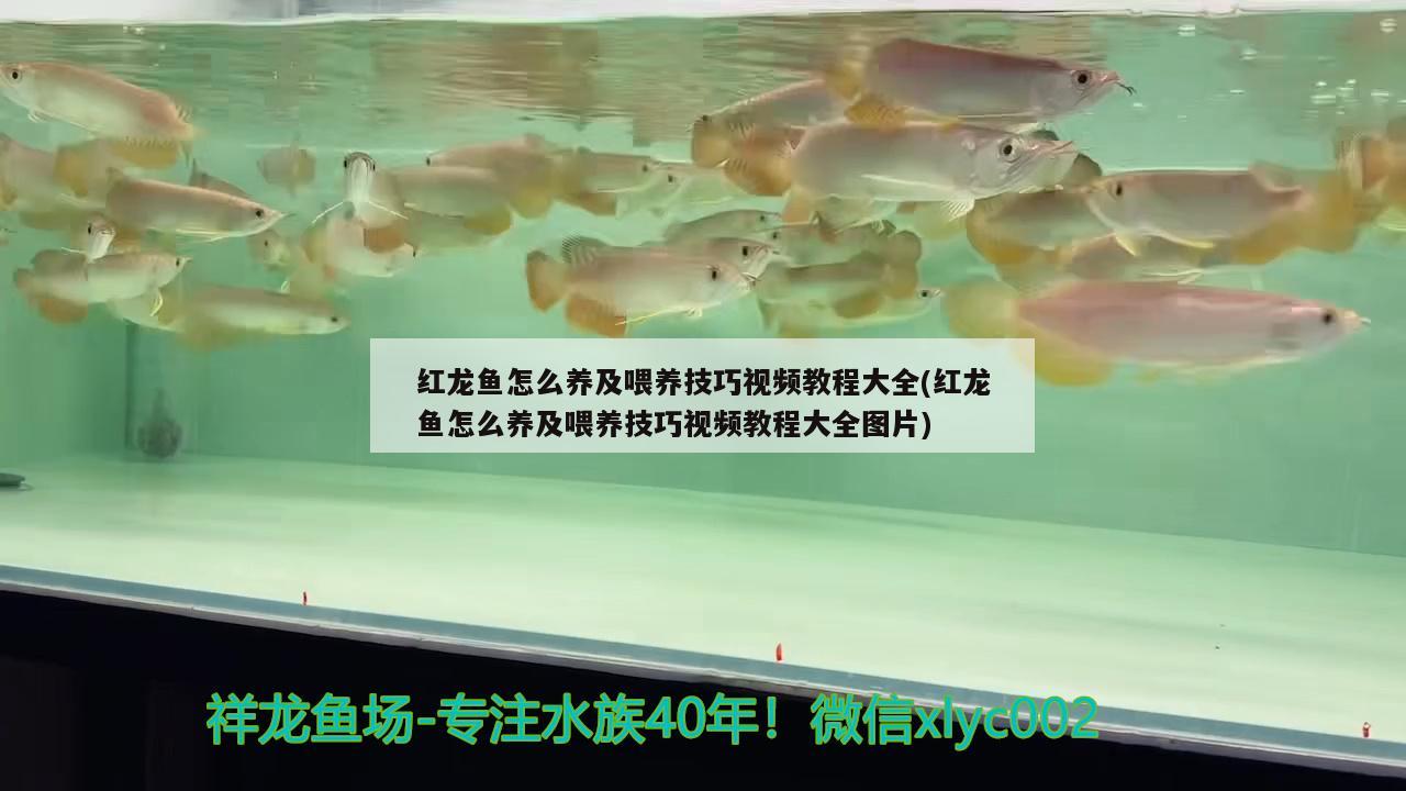 紅龍魚怎么養(yǎng)及喂養(yǎng)技巧視頻教程大全(紅龍魚怎么養(yǎng)及喂養(yǎng)技巧視頻教程大全圖片) 溫控設備