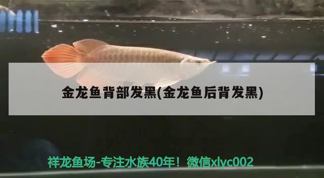 虎斑恐龍魚好養(yǎng)嗎怎么養(yǎng)活的(虎斑魚好養(yǎng)嗎?) 虎斑恐龍魚