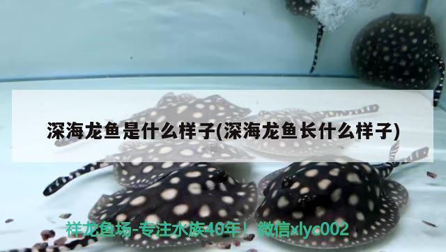 羅漢魚怎么看拉線，泰金苗和德薩苗怎么區(qū)分 羅漢魚 第2張