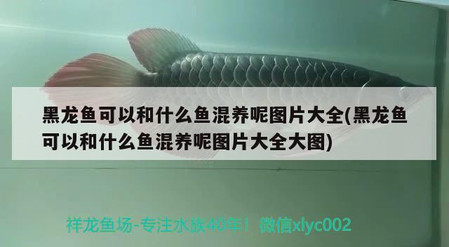 家養(yǎng)銀龍魚有什么講究養(yǎng)多少好(家里養(yǎng)銀龍魚養(yǎng)幾條最好) 銀龍魚百科 第2張