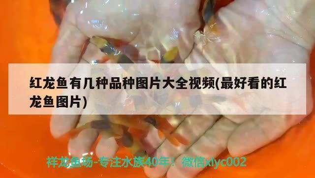 紅龍魚有幾種品種圖片大全視頻(最好看的紅龍魚圖片)