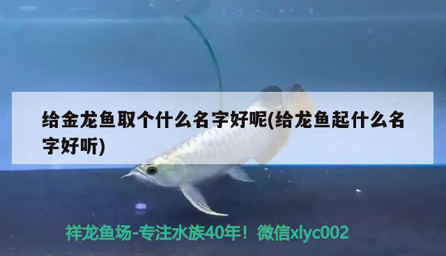 給金龍魚取個(gè)什么名字好呢(給龍魚起什么名字好聽) 哥倫比亞巨暴魚苗