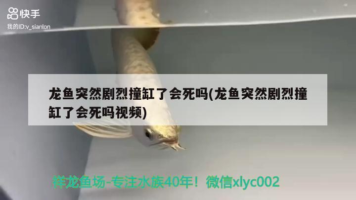 龍魚突然劇烈撞缸了會死嗎(龍魚突然劇烈撞缸了會死嗎視頻)