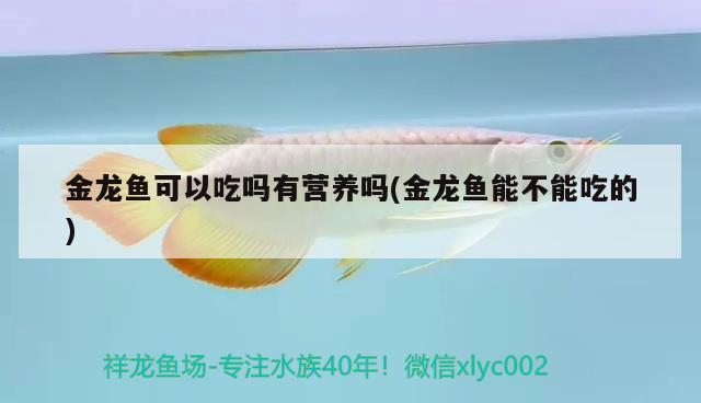 金龍魚可以吃嗎有營養(yǎng)嗎(金龍魚能不能吃的) 斑馬鴨嘴魚