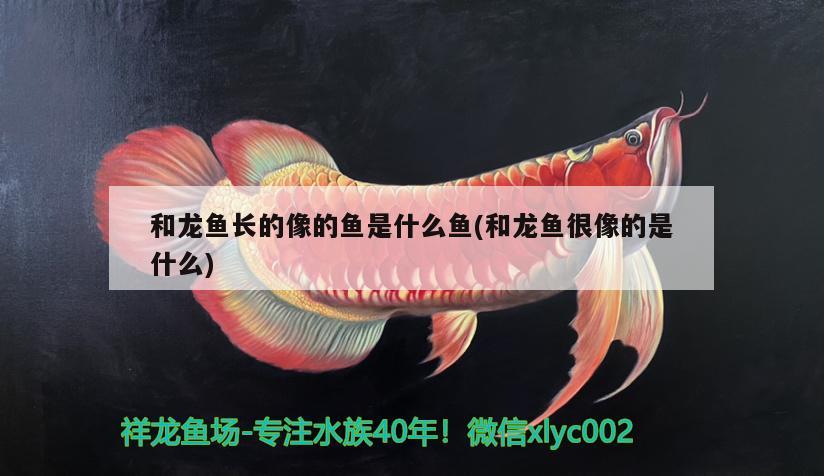 和龍魚(yú)長(zhǎng)的像的魚(yú)是什么魚(yú)(和龍魚(yú)很像的是什么)