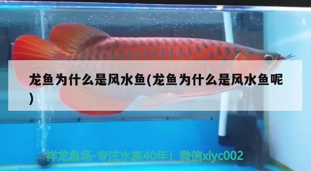 龍魚(yú)為什么是風(fēng)水魚(yú)(龍魚(yú)為什么是風(fēng)水魚(yú)呢) 魚(yú)缸風(fēng)水