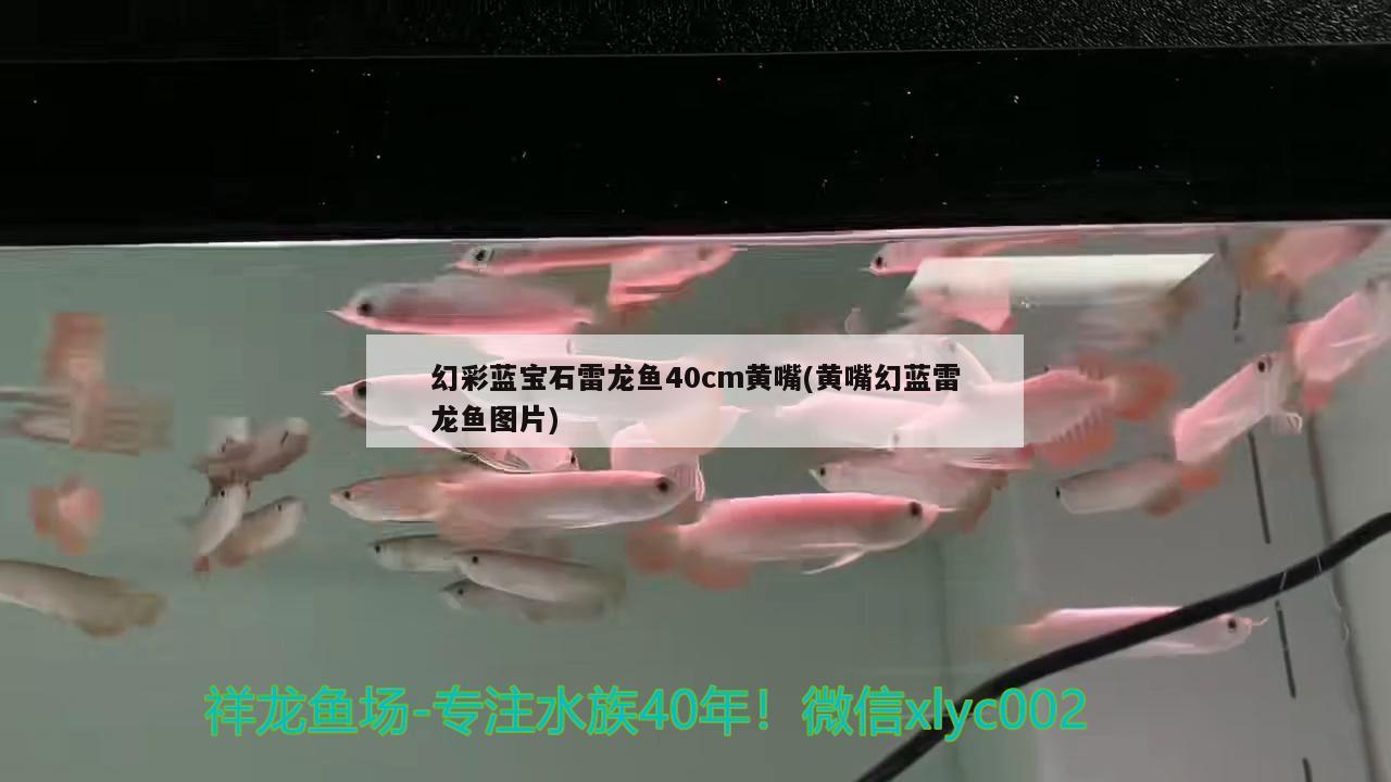 幻彩藍(lán)寶石雷龍魚40cm黃嘴(黃嘴幻藍(lán)雷龍魚圖片) 印尼小紅龍