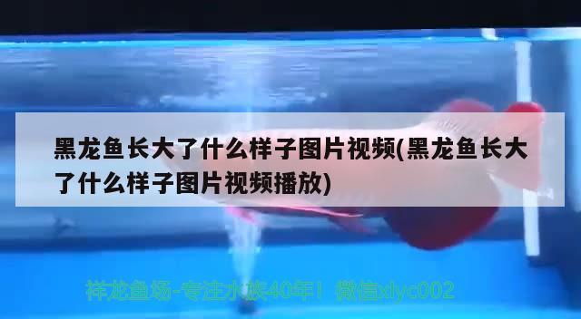 辦公室可以放魚缸嗎，辦公室風(fēng)水魚缸擺放有什么講究嗎