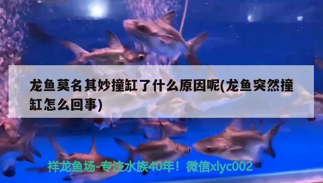 龍魚莫名其妙撞缸了什么原因呢(龍魚突然撞缸怎么回事) 銀龍魚