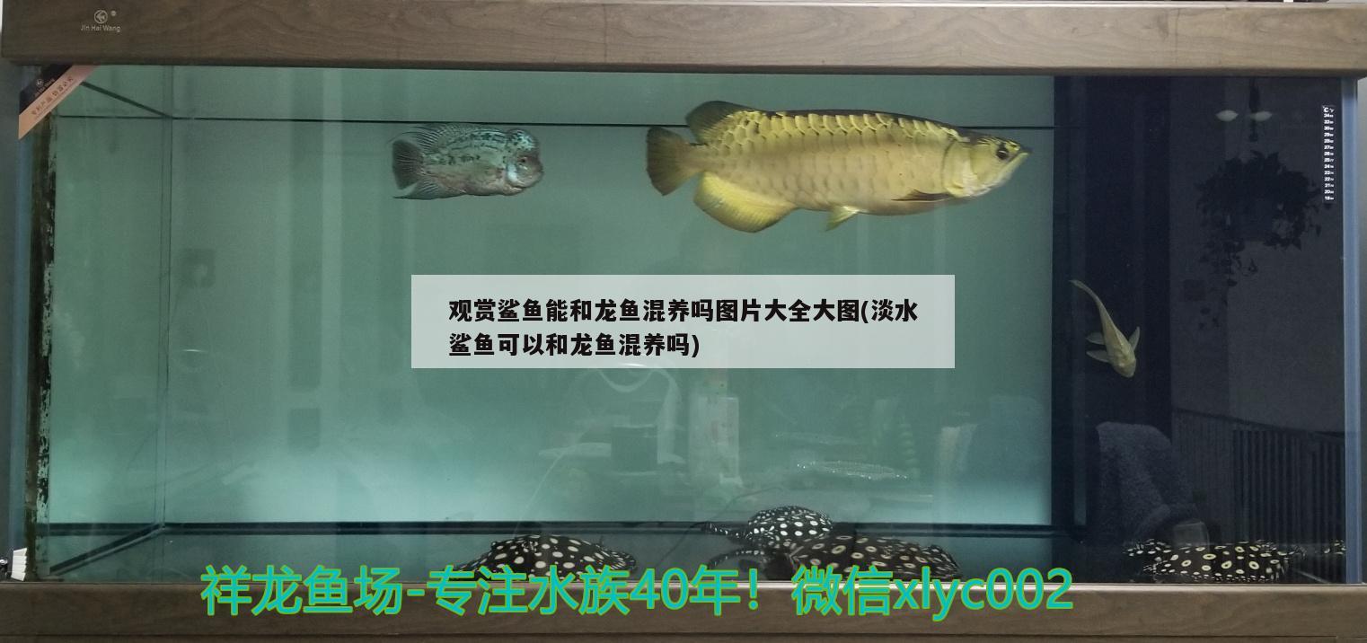 觀賞鯊魚能和龍魚混養(yǎng)嗎圖片大全大圖(淡水鯊魚可以和龍魚混養(yǎng)嗎)